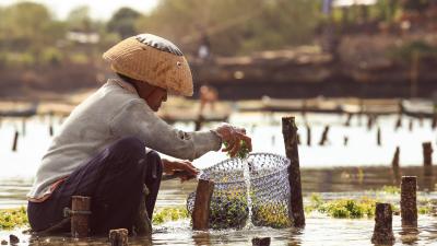 Farmer collecting seaweed plantations